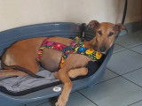 Gaso, Galga douce et tranquille à adopter