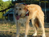 GOMEZ đ  9 ans. Un loulou magnifique !