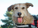 GOMEZ đ  9 ans. Un loulou magnifique !