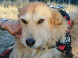 GOMEZ đ  9 ans. Un loulou magnifique !