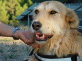 GOMEZ đ  9 ans. Un loulou magnifique !
