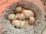 Chiots Berger Blanc Suisse à vendre