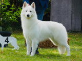 Chiots Berger Blanc Suisse à vendre