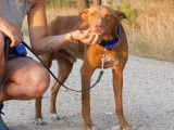Llum, Podenco sensible à adopter