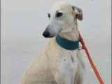 Chien Galgo mâle beige de 4 ans à adopter