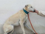 Chien Galgo mâle beige de 4 ans à adopter