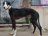 Un chien Galgo mâle noir et blanc de 1 an à adopter