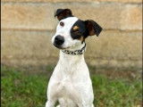 Chienne tricolore d’ un an disponible à l'adoption