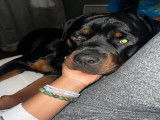Mâle Rottweiler disponible pour saillie