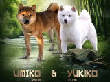 Mame shiba ( shiba inu miniature ) parents import japon