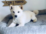 Mame shiba ( shiba inu miniature ) parents import japon