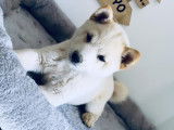 Mame shiba ( shiba inu miniature ) parents import japon