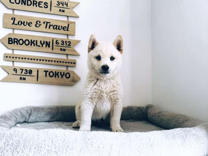 Mame shiba ( shiba inu miniature ) parents import japon