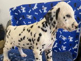 Chiots Dalmatien LOF à réserver