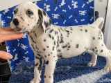 Chiots Dalmatien LOF à réserver