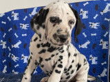 Chiots Dalmatien LOF à réserver