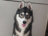 Male Husky Sibérien LOF disponible pour saillie