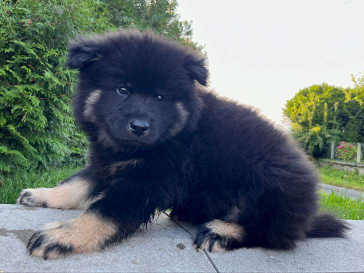 Valko
