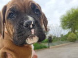 Chiots de race Boxer &agrave; vendre (2 m&acirc;les)