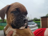 Chiots de race Boxer &agrave; vendre (2 m&acirc;les)