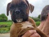 Chiots de race Boxer &agrave; vendre (2 m&acirc;les)