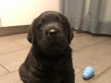 Chiot Labrador noir LOF à vendre