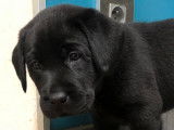 Chiot Labrador noir LOF à vendre