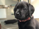 Chiot Labrador noir LOF à vendre