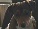 Beau mâle Jack Russel disponible pour saillie