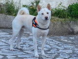 Rocky, mâle Shiba Inu de 2 et 10 mois ans à vendre