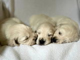 Chiots Golden Retriever LOF avec un exellent pedigree à vendre