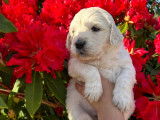 Chiots Golden Retriever LOF avec un exellent pedigree à vendre