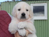 Chiots Golden Retriever LOF avec un exellent pedigree à vendre