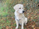 Chiots Golden Retriever LOF avec un exellent pedigree à vendre