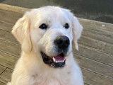 Chiots Golden Retriever LOF avec un exellent pedigree à vendre