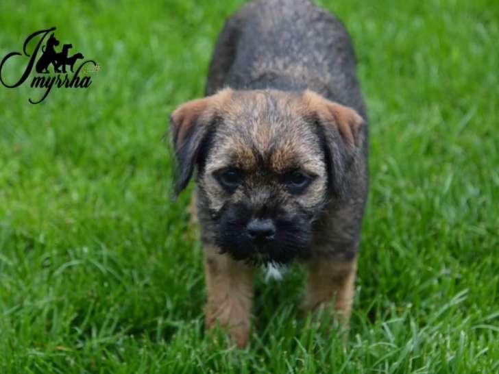 Chiots de race Border Terrier à vendre (1 femelle & 3 mâles)