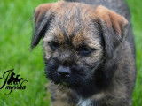 Chiots de race Border Terrier à vendre (1 femelle & 3 mâles)