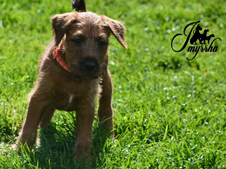 Chiots de race Irish Terrier à vendre (3 femelles & 2 mâles)