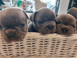 Chiots Bouledogue Français bleus à vendre