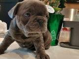Chiots Bouledogue Français bleus à vendre