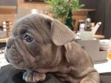 Chiots Bouledogue Français bleus à vendre