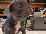 Chiots Bouledogue Français bleus à vendre