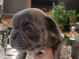 Chiots Bouledogue Français bleus à vendre