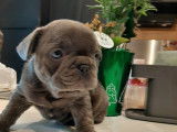 Chiots Bouledogue Français bleus à vendre