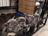 Chiots Bouledogue Français bleus à vendre