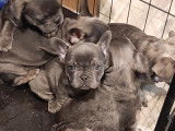 Chiots Bouledogue Français bleus à vendre
