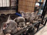 Chiots Bouledogue Français bleus à vendre