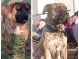 Chiots Presa Canario LOF à vendre