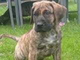 Chiots Presa Canario LOF à vendre
