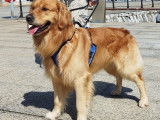 Mâle Golden Retriever LOF disponible pour saillie
